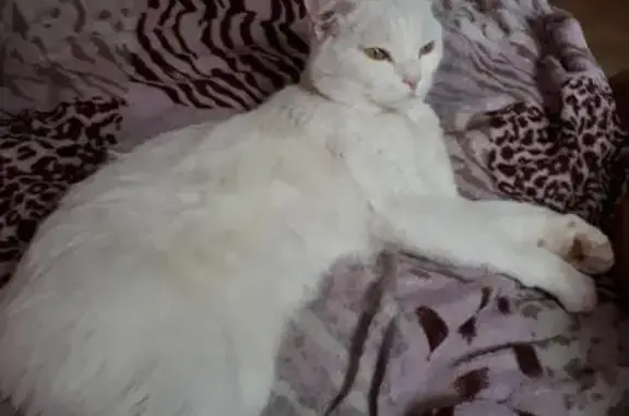 Найдена белая кошка на ул. Советской