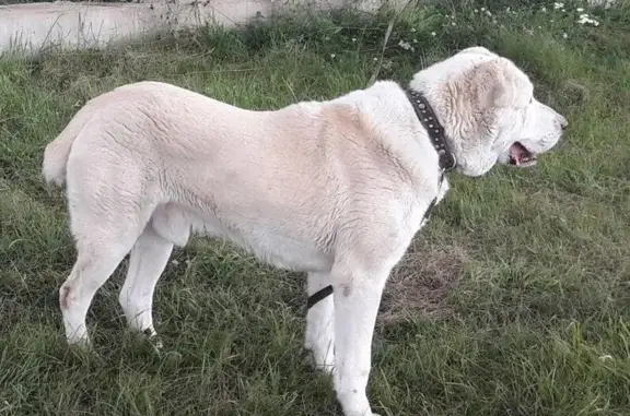 Пропала собака Барс в с. Малоенисейское, Алтайский край