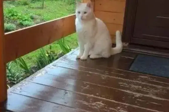 Пропал глухой белый кот в Киржачском районе, Владимирская область