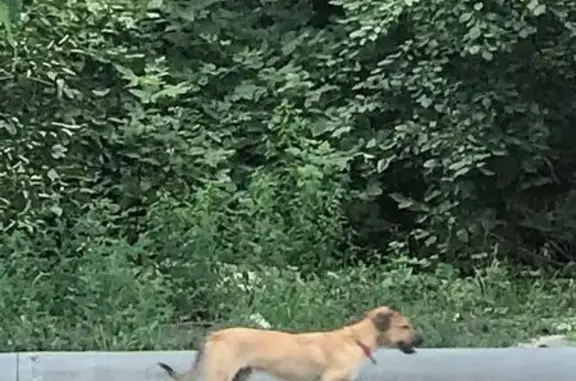 Собака потеряшка с КРАСНЫМ ошейником на улице Можайская в Ростове