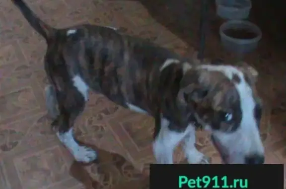 Найден щенок стаффордширского терьера в Тимашевске