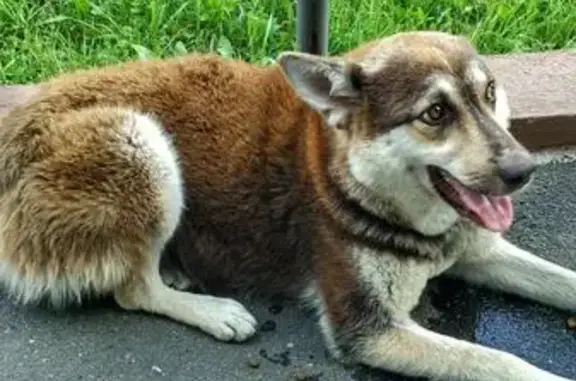 Найдена собака на детской площадке в Домодедово