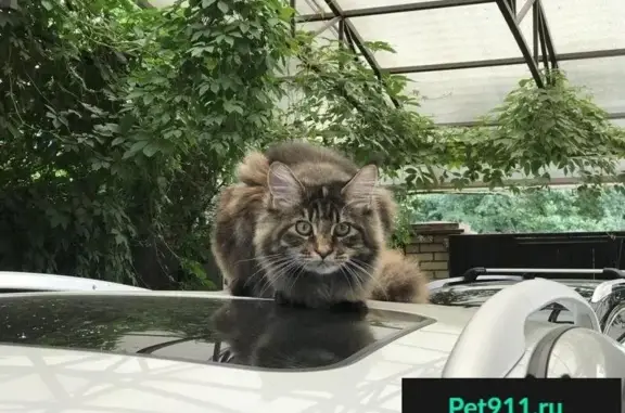 Кошки потеряшки, Карабихское, фото: Потеряшка кошка Рыська в пос. Нагорный, Ярославская обл.