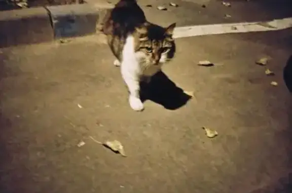 Найдена кошка на ул. Болотниковской, д. 53