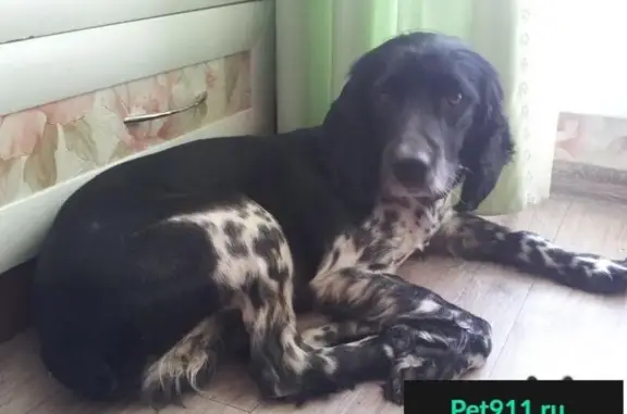 Пропала собака Русский Спаниель в районе Голый Мыс, найдена!