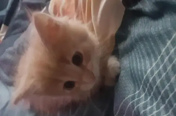 Кошки потеряшки, Васильково, фото: Потеряшка кошка Моня в Васильково, Калининградская область