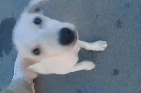 Собака на автомойке в Ростове-на-Дону, ул. Лелюшенко.