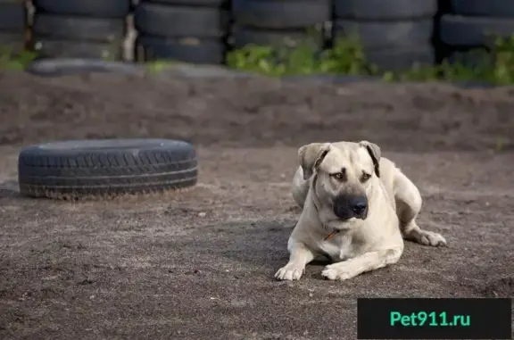 Пропала собака с шрамом и откушенным ухом в Горках Сухаревских