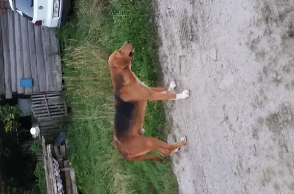 Найдена гончая собака в Северо-Одоевском летничестве