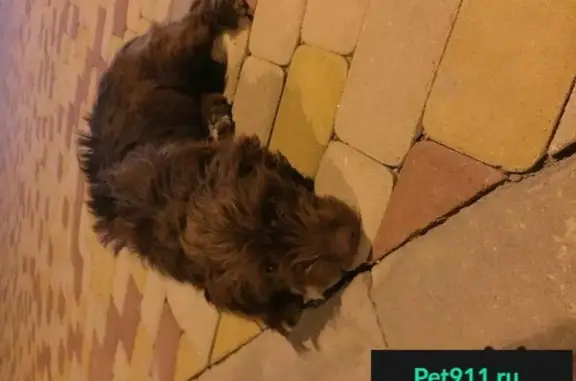 Пропала собака возле ресторана «На круче» в Геленджике