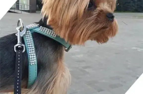 Пропала собака в Румянцево, Москва, ул. Авиаторов, 15