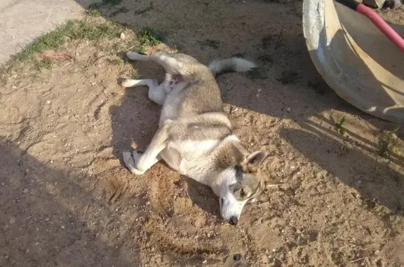Умный пёс найден в Твери, Хромова 21