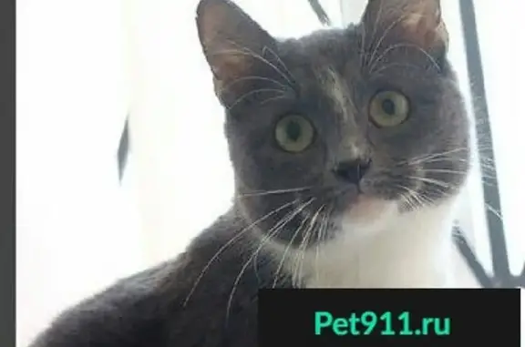 Кошки потеряшки, Скородное, фото: Потеряшка кошка в с. Скородное, Белгородская область