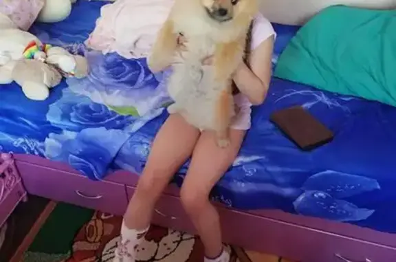 Собаки потеряшки, Елизовский район, фото: Потеряшка собака Крек в районе Голубой лагуны, Камчатский край