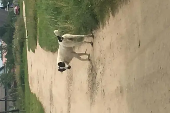 Найдена собака в деревне Пологовка, Арзамасский район