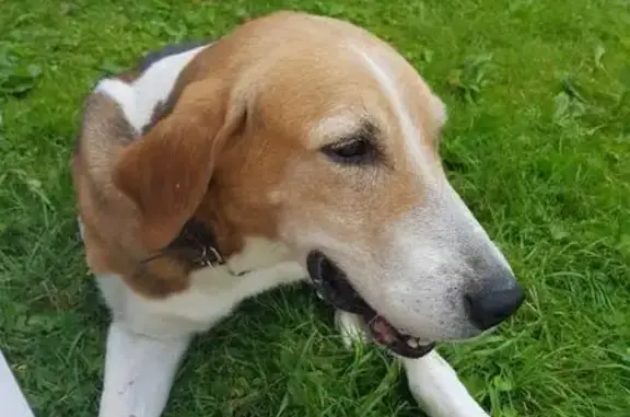 Пропала собака в Троицке, дружелюбный пес.