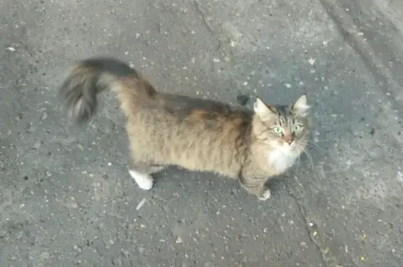 Найдена кошка в Казани, помыта и осмотрена