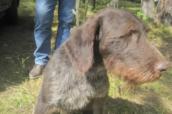 Пропала собака Арго в посёлке Аять, Свердловская область