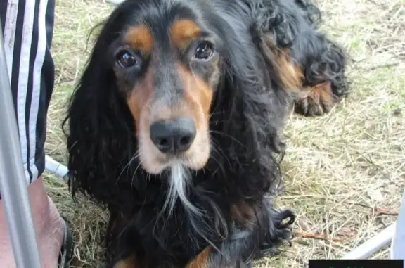 Собаки потеряшки, городской округ Миасс, фото: Потеряшка собака на озере Тургояк (Челябинская область)