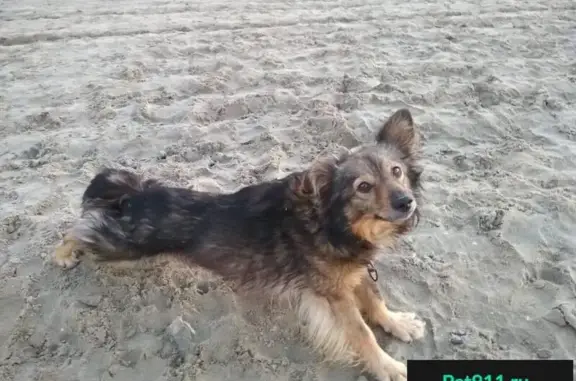 Найдена собака на пляже отеля 
