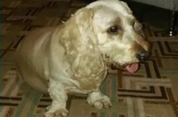 Пропала, найдена собака в Саранске, Республика Мордовия