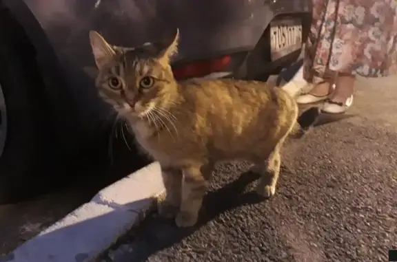 Найдена домашняя кошка на ул. Татищева, 268