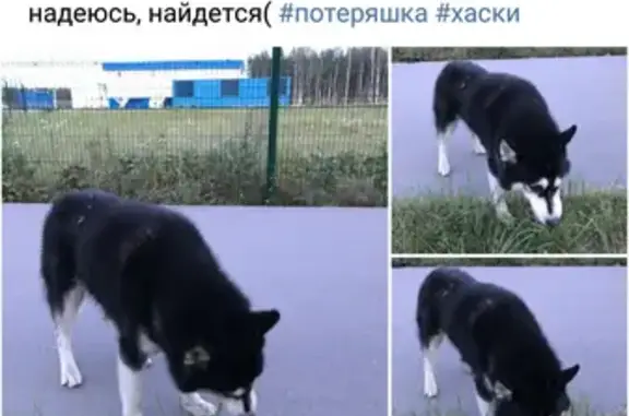 Собака-потеряшка на Суздальском шоссе, СПб #хаски
