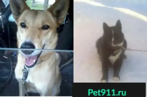 Собаки потеряшки, Кирово-Чепецкий район, фото: Потеряшка собака в Кировской области