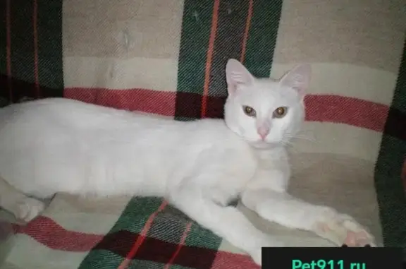 Пропала кошка, найден белый кот на ул. Ярцевская (Москва)