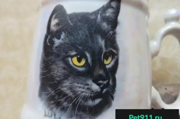 Кошки потеряшки, Валдайское, фото: Потеряшка кот в Валдайском районе, вознаграждение гарантировано