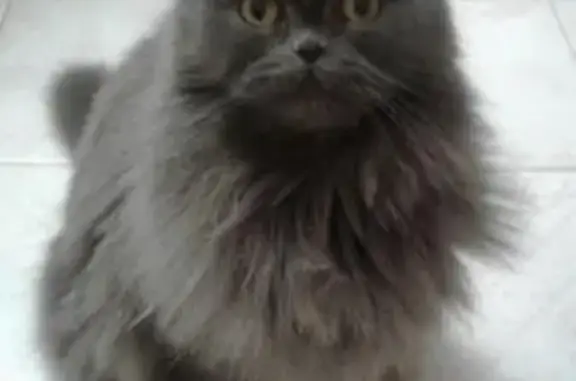 Пропала кошка Лексус в Ростовской области