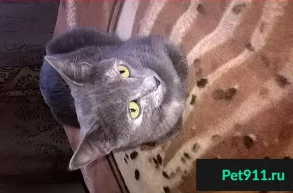 Кошки потеряшки, Набережные Челны, фото: Потеряшка стерилизованная кошка в Набережных Челнах