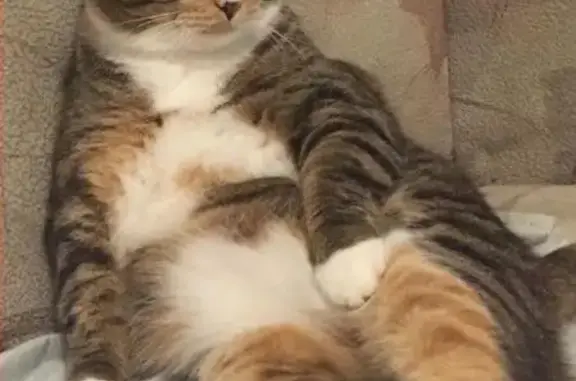 Кошки потеряшки, Восточное, фото: Потеряшка кошка в районе Чёрной речки (ост. Космос) - Вася, 5 лет.