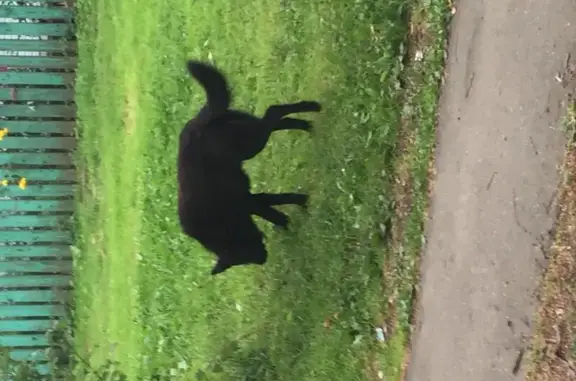 Найден чёрный пёс с ошейником в дачном посёлке Ашукино, Московская область