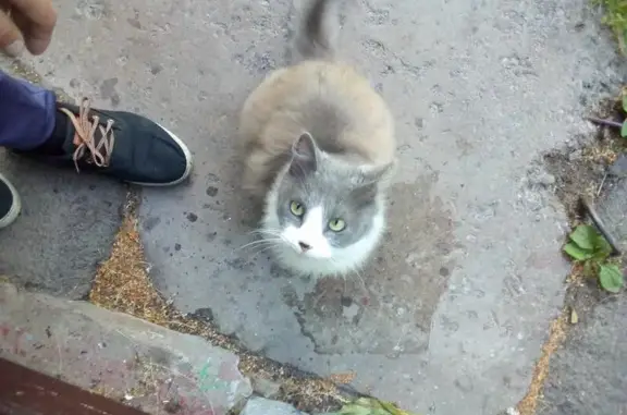 Найдена кошка на ул. Руставели, 22к1