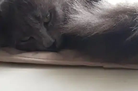 Найден серый кот на Челюскинской, Москва