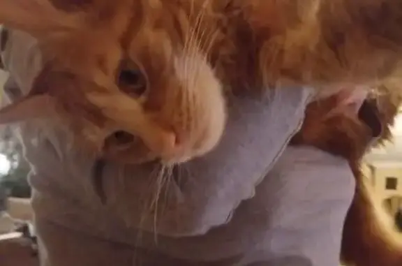 Кошки потеряшки, посёлок городского типа Приморский, фото: Потеряшка рыжий кот породы мэйн кун в Приморском, Крым