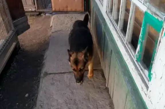 Пропала собака в Ржеве у завода Элтра
