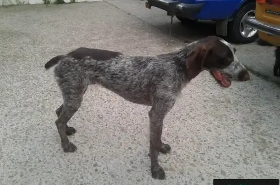 Найдена собака в Новомихайловском, ищет хозяев