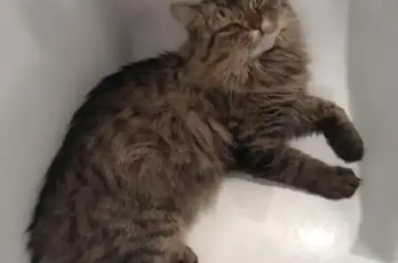 Кошки потеряшки, Комфорт, фото: Потеряшка кошка в СНТ 