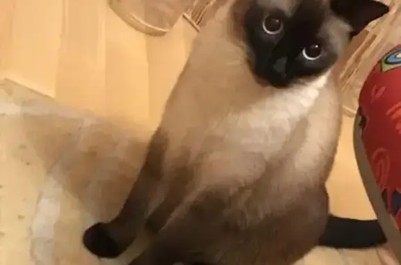 Кошки потеряшки, Красницы, фото: Потеряшка кошка с Садоводства Глобус в деревне Красницы