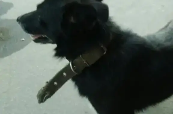 Найдена метис-собачка с белыми 'носочками' в Ярославле