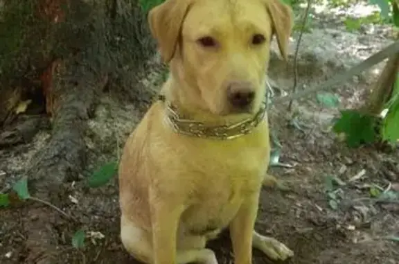 Собака найдена в Королёве, ул. Ломоносова.