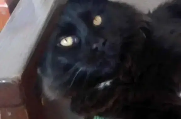 Кошки потеряшки, Клин, фото: Потеряшка черная кошка с белым пятном в Клине, Московская область