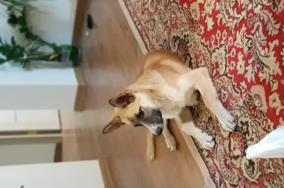 Найдена добрая собака-щенок в Первомайском сквере, ищем хозяев