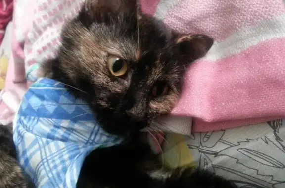Пропала кошка Соня в районе Станиславского, Новосибирск