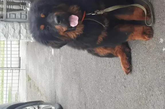 Пропала собака в Село Малиновка, Свердловская область