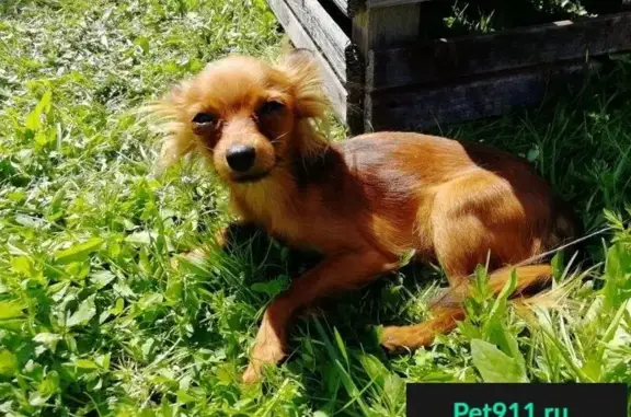 Пропала собака Мила в пос. Репино, Красноярский край