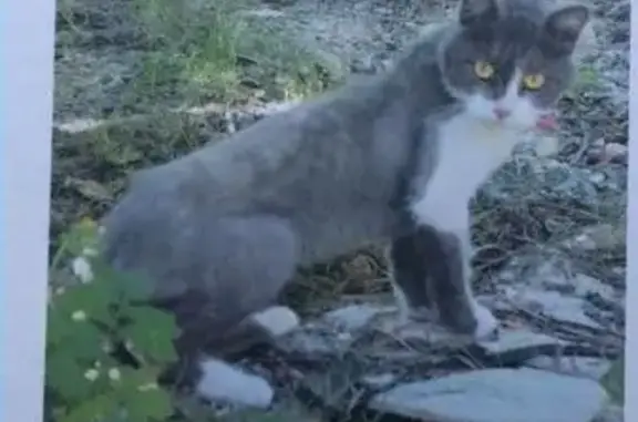 Пропала кошка в Цемдолине, найдена в ошейнике в Новороссийске