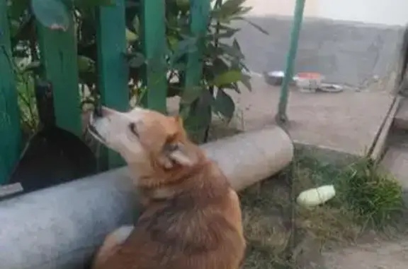 Найдена маленькая собачка в Косой Горе, Тула